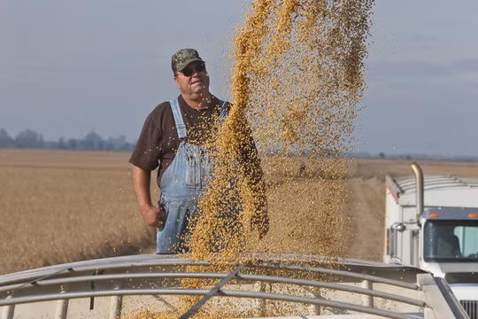 Trong chiến tranh thương mại, nông dân là diện chịu ảnh hưởng nặng nề nhất (Ảnh: AP)
