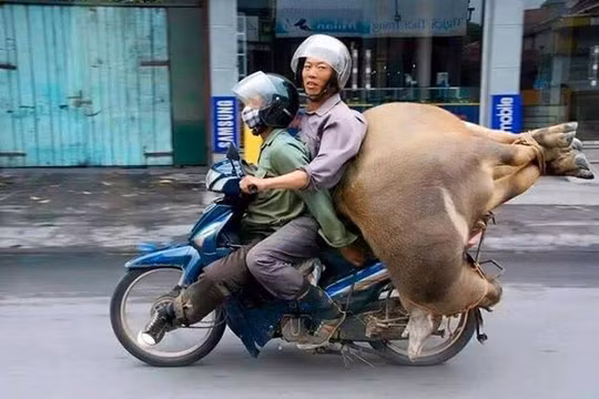Chở cả người cả trâu trên một chiếc xe