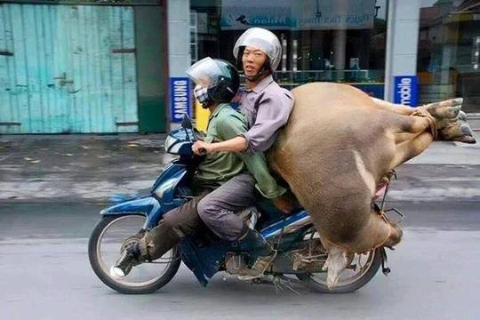 Chở cả người cả trâu trên một chiếc xe