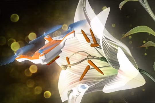 Dùng máy bay siêu nhỏ thụ phấn cho hoa