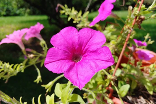 Ảnh chụp từ LG V30