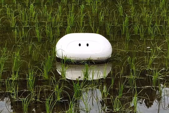 Robot hoạt động thay thế vịt trên các cánh đồng lúa (ảnh cắt từ clip)