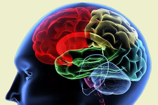 Các nhà khoa học đang tìm hiểu cơ chế một từ vựng đi từ suy nghĩ đến khi phát ra thành âm thanh 