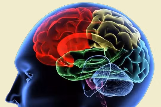 Các nhà khoa học đang tìm hiểu cơ chế một từ vựng đi từ suy nghĩ đến khi phát ra thành âm thanh 