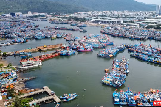 Một góc âu thuyền Thọ Quang (TP Đà Nẵng), nơi được xem là điểm nóng về môi trường của TP suốt chục năm qua (ảnh Nguyễn Trình)