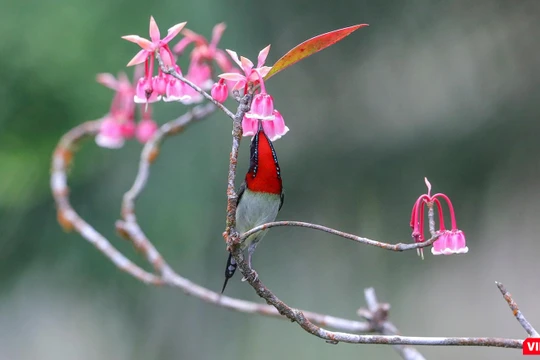 Hoa đào chuông trên đỉnh Bà Nà khoe sắc xuân