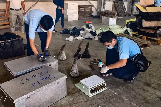 Sừng động vật được xem là của tê giác trong container khai báo là gỗ nhập khẩu từ Nam Phi