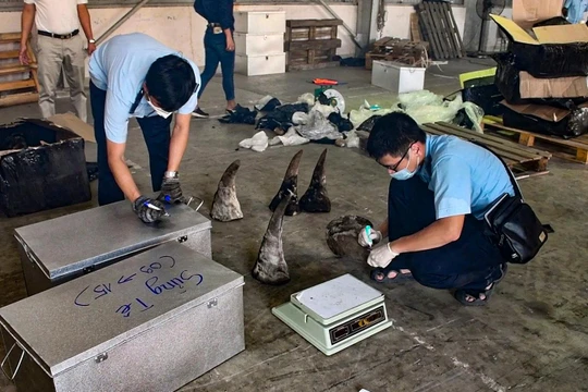 Sừng động vật được xem là của tê giác trong container khai báo là gỗ nhập khẩu từ Nam Phi