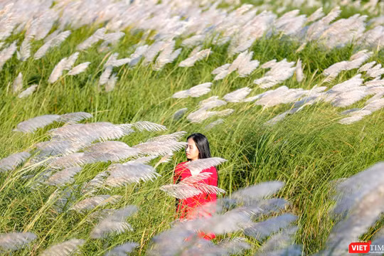 Cỏ tranh nở trắng trời thu hút giới trẻ Đà Nẵng (Ảnh Hồ Xuân Mai)