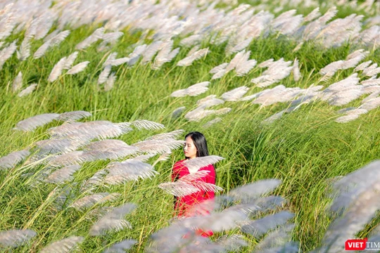 Cỏ tranh nở trắng trời thu hút giới trẻ Đà Nẵng (Ảnh Hồ Xuân Mai)