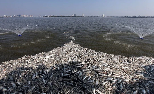 Hóa chất Redoxy 3C được Công ty Thoát nước Hà Nội dùng xử lý sự cố cá chết hàng loạt gây ô nhiễm nước hồ Tây - Ảnh: T.Đ.H