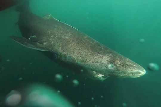 Cá mập Greenland (Somniosus microcephalus).