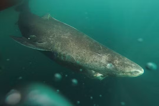Cá mập Greenland (Somniosus microcephalus).