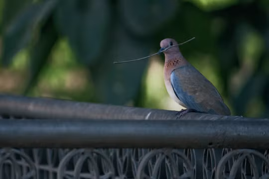 150 con chim bồ câu bị nghi là gián điệp ở Ấn Độ (ảnh minh họa)