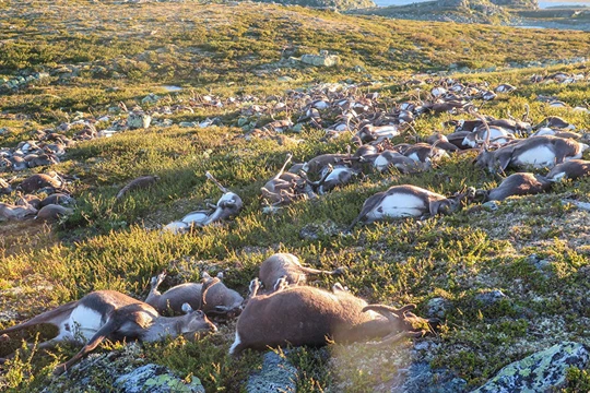 Na Uy: Hơn 300 con tuần lộc chết vì sét đánh trên cao nguyên Hardangervidda.