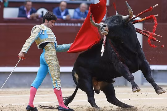 Đang truyền hình trực tiếp, đấu sỹ Tây Ban Nha bị bò tót húc chết (ảnh minh họa)