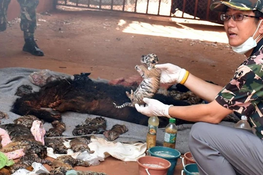 Công tác điều tra về nguyên nhân ngôi đền giữ 40 xác hổ con vẫn đang được tiến hành 