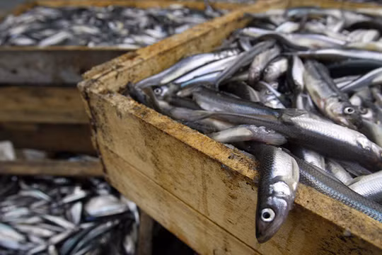 Báo Nga: Bộ Nông nghiệp Việt Nam quan tâm đến việc nuôi cá ở vùng Leningrad