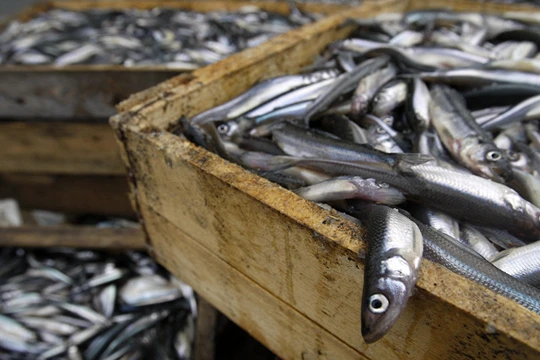 Báo Nga: Bộ Nông nghiệp Việt Nam quan tâm đến việc nuôi cá ở vùng Leningrad