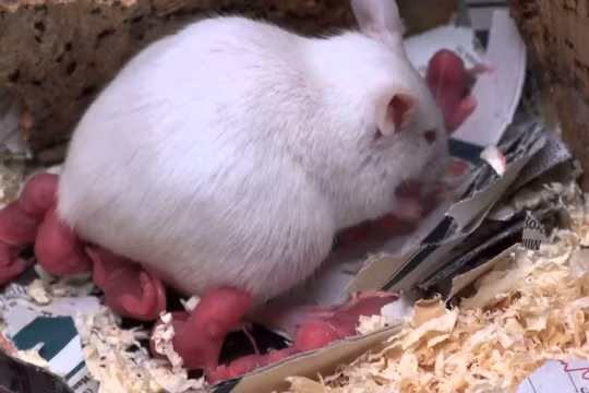 Bệnh ung thư xuất hiện ở chuột do bức xạ từ điện thoại di động