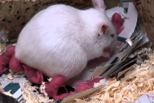 Bệnh ung thư xuất hiện ở chuột do bức xạ từ điện thoại di động