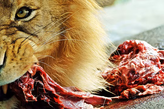 New Zealand sẽ giết toàn bộ động vật ăn thịt.