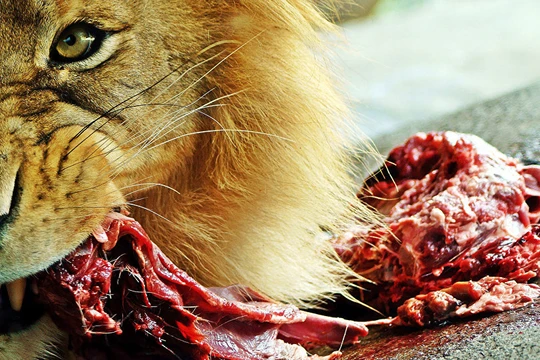 New Zealand sẽ giết toàn bộ động vật ăn thịt.