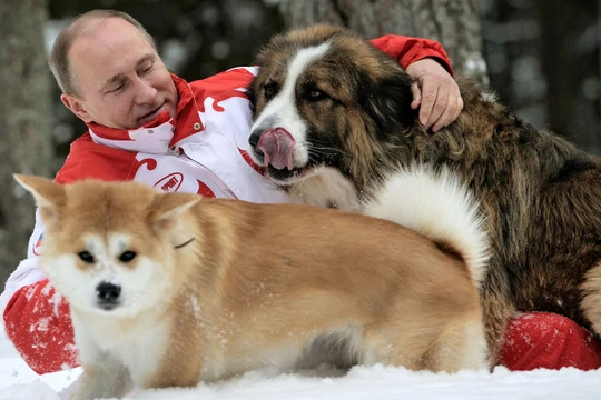 Báo Nga: Nhật Bản đang suy nghĩ lại việc tặng ông Putin con chó Akita Inu thứ hai.