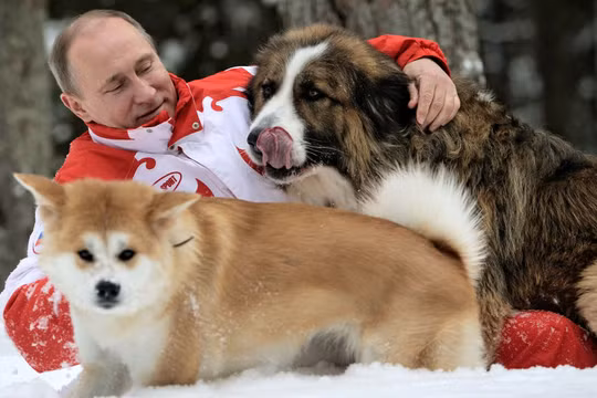 Báo Nga: Nhật Bản đang suy nghĩ lại việc tặng ông Putin con chó Akita Inu thứ hai.