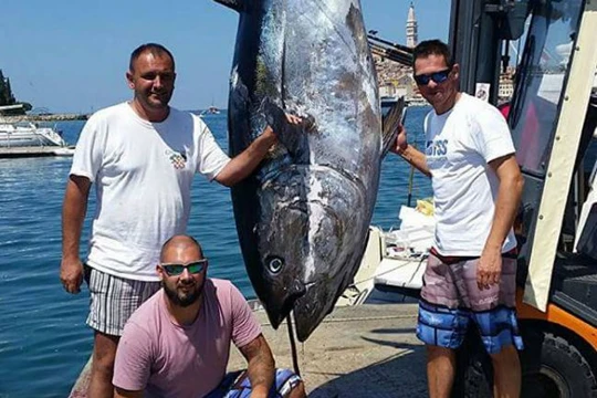 Bắt được con cá ngừ vây xanh to kỷ lục ở vùng biển Adriatic.