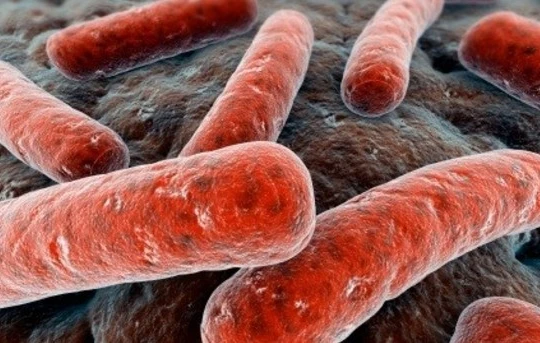 Bệnh gì là đe dọa chính đối với nhân loại?