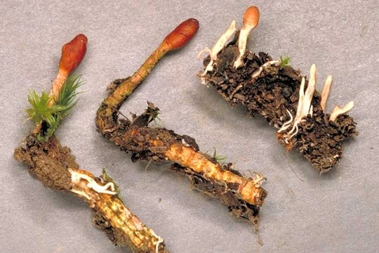 Săn tìm đông trùng hạ thảo trên núi cao 4.500 m