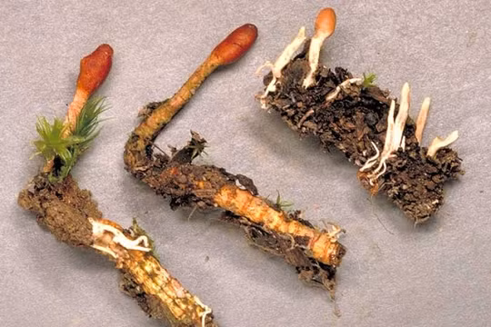 Săn tìm đông trùng hạ thảo trên núi cao 4.500 m