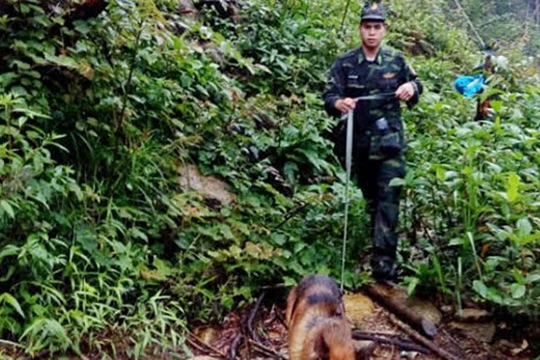 Chó nghiệp vụ đã phát hiện thi thể Aiden Shaw Webb dưới khe núi.