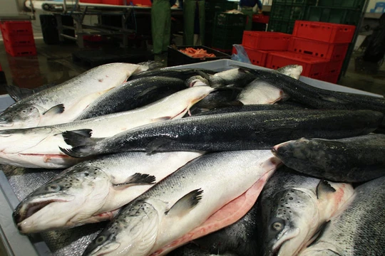 Nga áp dụng thêm biện pháp hạn chế nhập khẩu cá từ Việt Nam (ảnh minh họa).