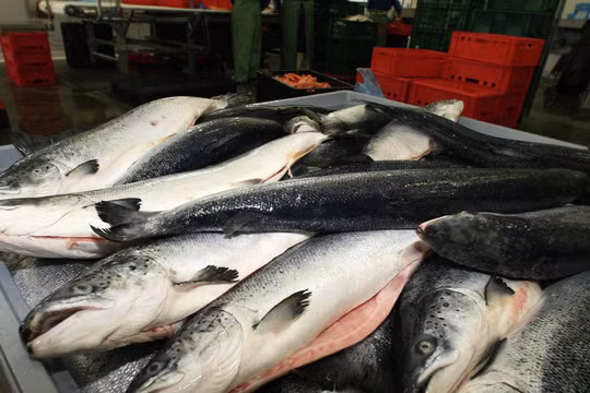 Nga áp dụng thêm biện pháp hạn chế nhập khẩu cá từ Việt Nam (ảnh minh họa).