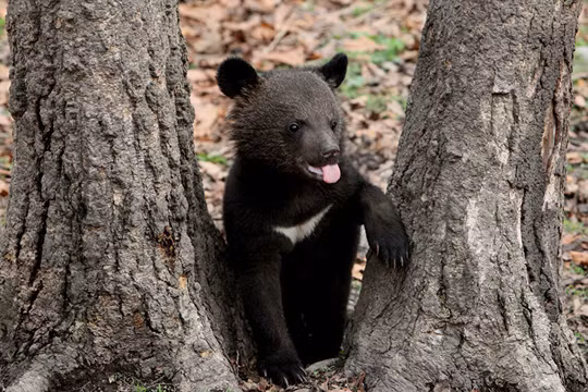 Báo Nga: Một con gấu nhỏ đe dọa cả 3000 quân Phần Lan