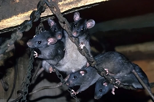 Chuột trên tàu sân bay trở thành vấn nạn khiến hải quân các nước có trang bị này đau đầu. Ảnh: Toutiao.