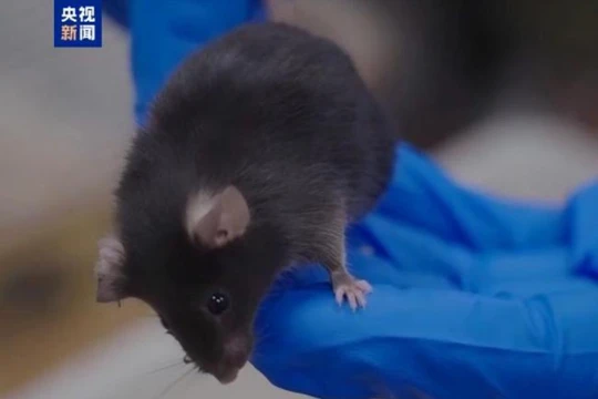 Một trong 4 "phi hành gia" chuột sẽ bay vào vũ trụ đêm 31/10. Ảnh: CCTV.