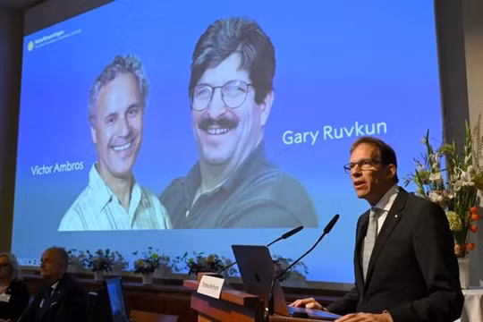 Ủy ban Giải thưởng Nobel công bố danh tính hai nhà khoa học được trao giải Nobel Y sinh 2024 (Ảnh: NetEasy)