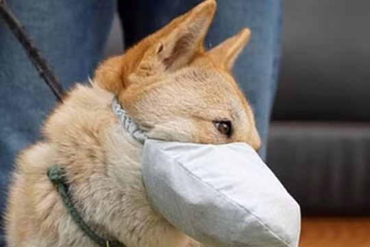 Thông tin tìm thấy nCoV trong khoang miệng và mũi chó nuôi trong nhà bệnh nhân COVID-19 ở Hồng Kông đang gây xôn xao dư luận. (Ảnh: Guancha)