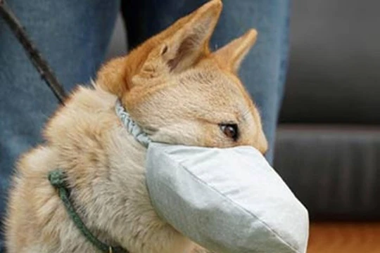 Thông tin tìm thấy nCoV trong khoang miệng và mũi chó nuôi trong nhà bệnh nhân COVID-19 ở Hồng Kông đang gây xôn xao dư luận. (Ảnh: Guancha)