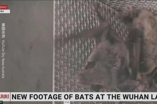 Hình ảnh Dơi được nuôi tại Phòng thí nghiệm P4 Vũ Hán trong video được bà Sharri Markson công bố (Ảnh: skynews).