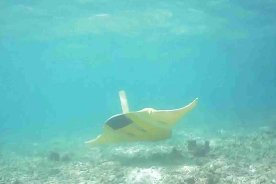 Hình ảnh thiết bị lặn phỏng sinh cá Đuối hoạt động dưới đáy biển (Ảnh: 163).