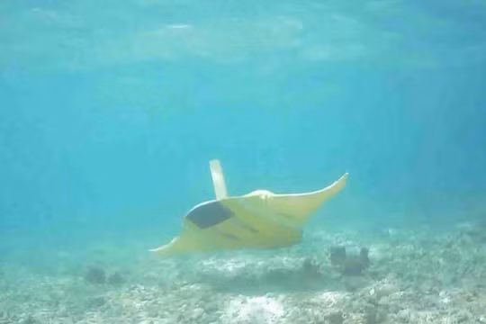 Hình ảnh thiết bị lặn phỏng sinh cá Đuối hoạt động dưới đáy biển (Ảnh: 163).