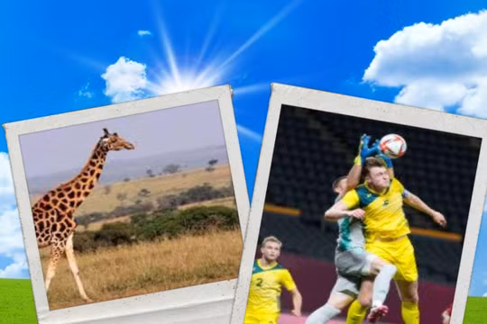 Harry Souttar, được ví như “hươu cao cổ” trên sân Mỹ Đình. Ảnh AT.