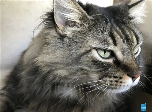 Ngắm ảnh chụp thử từ iPhone 7