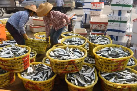 Ngư dân cảng Đàm Môn, Quỷnh Hải, tỉnh Hải Nam, Trung Quốc. Ảnh: Cankao