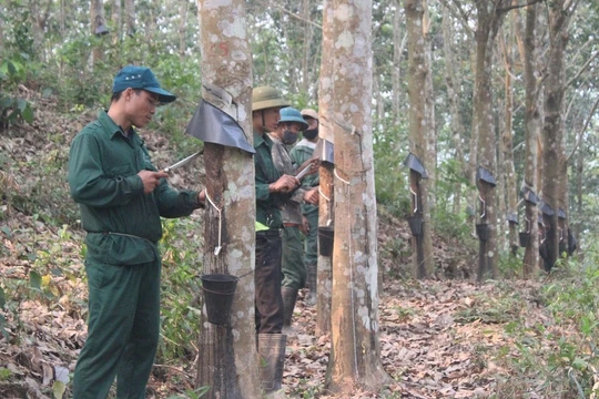 Thủ tướng yêu cầu Bộ Nông nghiệp nghiên cứu phản ánh về quy hoạch diện tích trồng cao su.