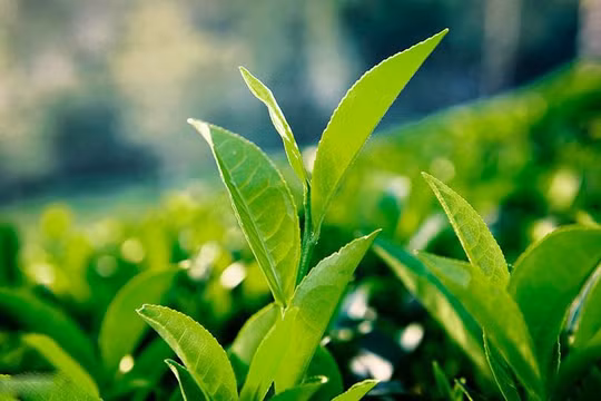 "Trà xanh" trở thành từ khóa hot nhất mạng xã hội những ngày vừa qua. Ảnh minh họa.